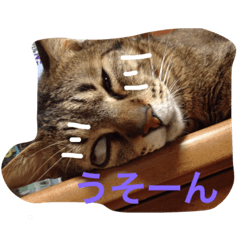 [LINEスタンプ] ちゃーさんスタンプ