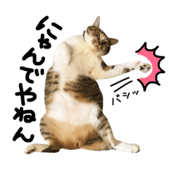 [LINEスタンプ] 【ココラテ】普段使えるネコのスタンプ2