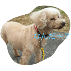 [LINEスタンプ] 犬総集編