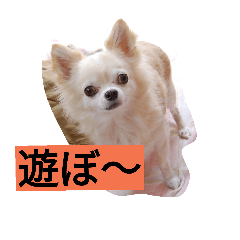 [LINEスタンプ] ちまちゃんズ