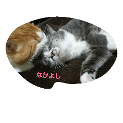 [LINEスタンプ] katsucats