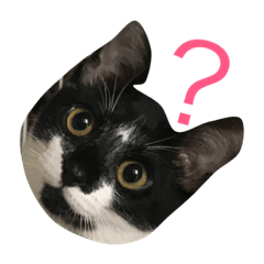 [LINEスタンプ] ねこ白黒 