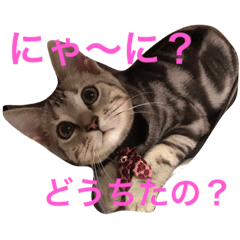 [LINEスタンプ] Minto@cat 癒しスタンプ