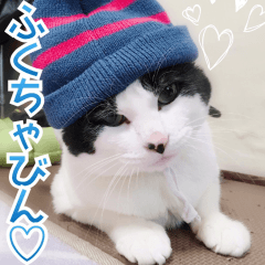 [LINEスタンプ] ふくちゃびん 