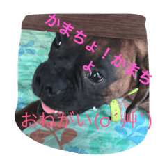 [LINEスタンプ] 強気なわんにゃん