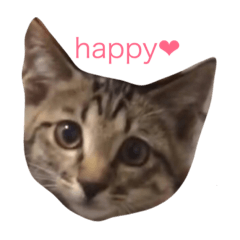 [LINEスタンプ] lovely cat's 