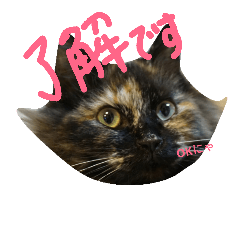 [LINEスタンプ] 猫まぜ日常(+猫一言付)ネコねこスタンプ