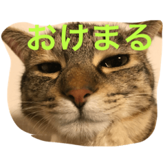 [LINEスタンプ] neko.neko