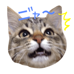 [LINEスタンプ] ティナ祝1歳