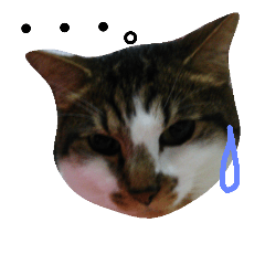 [LINEスタンプ] キジシロ猫サスケ