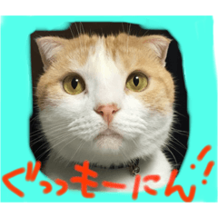 [LINEスタンプ] ちゃちゃ丸の日常