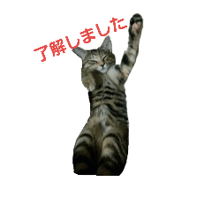 [LINEスタンプ] 猫様達