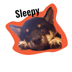 [LINEスタンプ] 柴犬くーちゃん