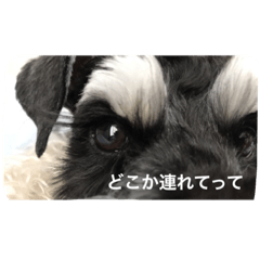 [LINEスタンプ] ミニチュアシュナウザー（アイク）