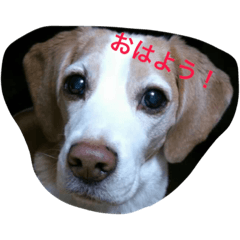[LINEスタンプ] BEAGLE's