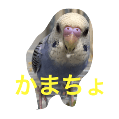 [LINEスタンプ] インコのドラちゃん