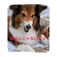 [LINEスタンプ] 怒タヌキと弟たち