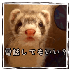 [LINEスタンプ] フェレット中毒者が作る鼬スタンプ