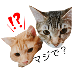 [LINEスタンプ] サミレオスタンプ