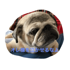 [LINEスタンプ] chitchi is pug dog