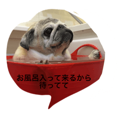 [LINEスタンプ] pug chitchi's stamps