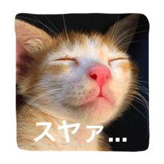 [LINEスタンプ] とにかく眠い茶トラ猫実写版の画像（メイン）