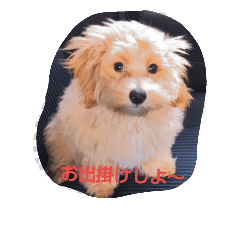 [LINEスタンプ] the marupu-