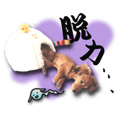 [LINEスタンプ] ダックス犬 写真 ここわん3 日常会話編