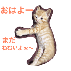 [LINEスタンプ] ねこの日常生活0925
