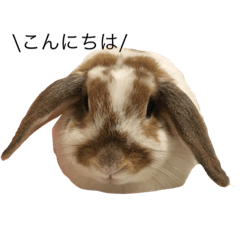 [LINEスタンプ] 我が家のモフィ
