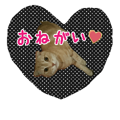 [LINEスタンプ] かにうに日和 1