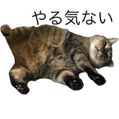 [LINEスタンプ] 猫のつなさん