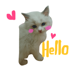 [LINEスタンプ] Ragdoll Cat Michael