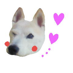[LINEスタンプ] 柴犬ぺろさん