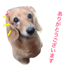 [LINEスタンプ] ミニチュアダックスフントのくるみちゃん