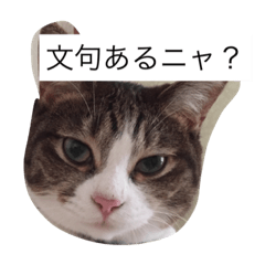 [LINEスタンプ] 5ニャンと下僕の日々   4