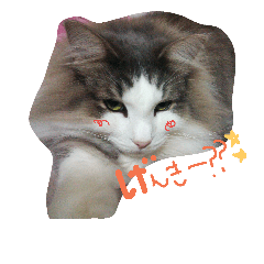 [LINEスタンプ] シエルと愉快な仲間たち