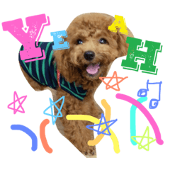 [LINEスタンプ] CHIRO Tiny poodle 4