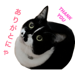 [LINEスタンプ] キュートにゃんこ ピコ