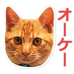 [LINEスタンプ] 茶トラ猫の茶男(チャオ)くんスタンプ
