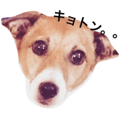 [LINEスタンプ] ジャックラッセルの愛しのジャムさん。