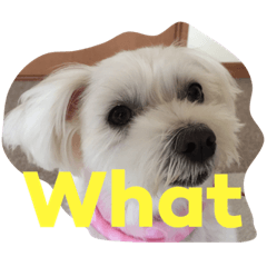 [LINEスタンプ] 家族の一員 はな