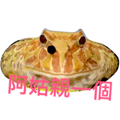 [LINEスタンプ] GuaGua the frog