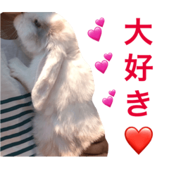 [LINEスタンプ] 可愛いうさぎ ロップイヤーのファルコン