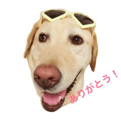 [LINEスタンプ] 可愛い犬のスタンプ。男の子