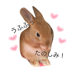 [LINEスタンプ] うさぎのゆずちゃん2