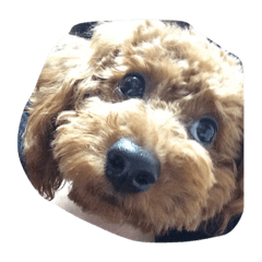 [LINEスタンプ] dog b