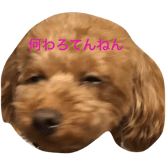 [LINEスタンプ] トイプードル バディ♡ティアラ