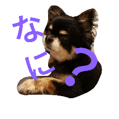 [LINEスタンプ] チワワ プチ