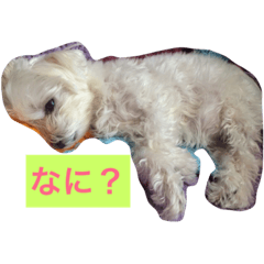 [LINEスタンプ] らーたん